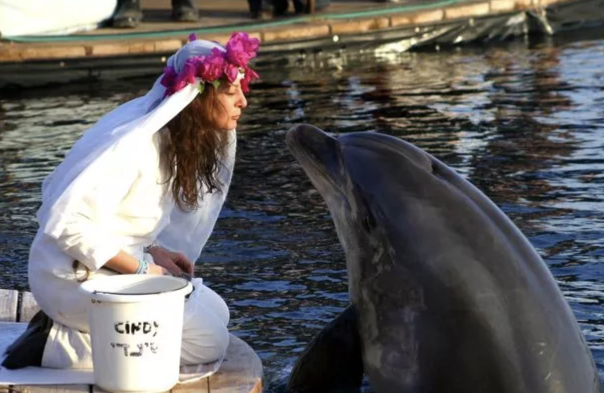 In 2006, Sharon Tendler took her love for porpoises to the next level, marrying a dolphin named Cindy, whom she met 15 years earlier.  "It's not a perverted thing,” she explained of her spouse. “I do love this dolphin. He's the love of my life.”